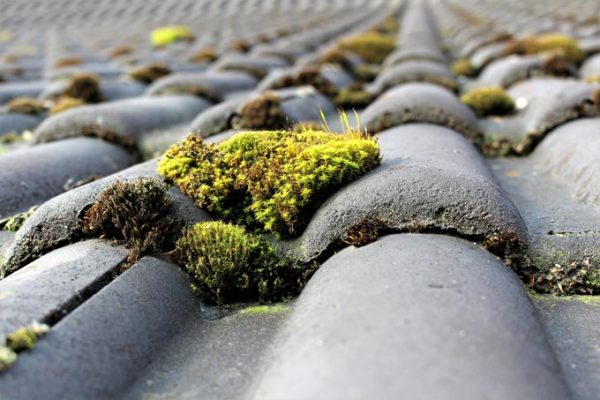Mousse verte sur un toit en tuile noire